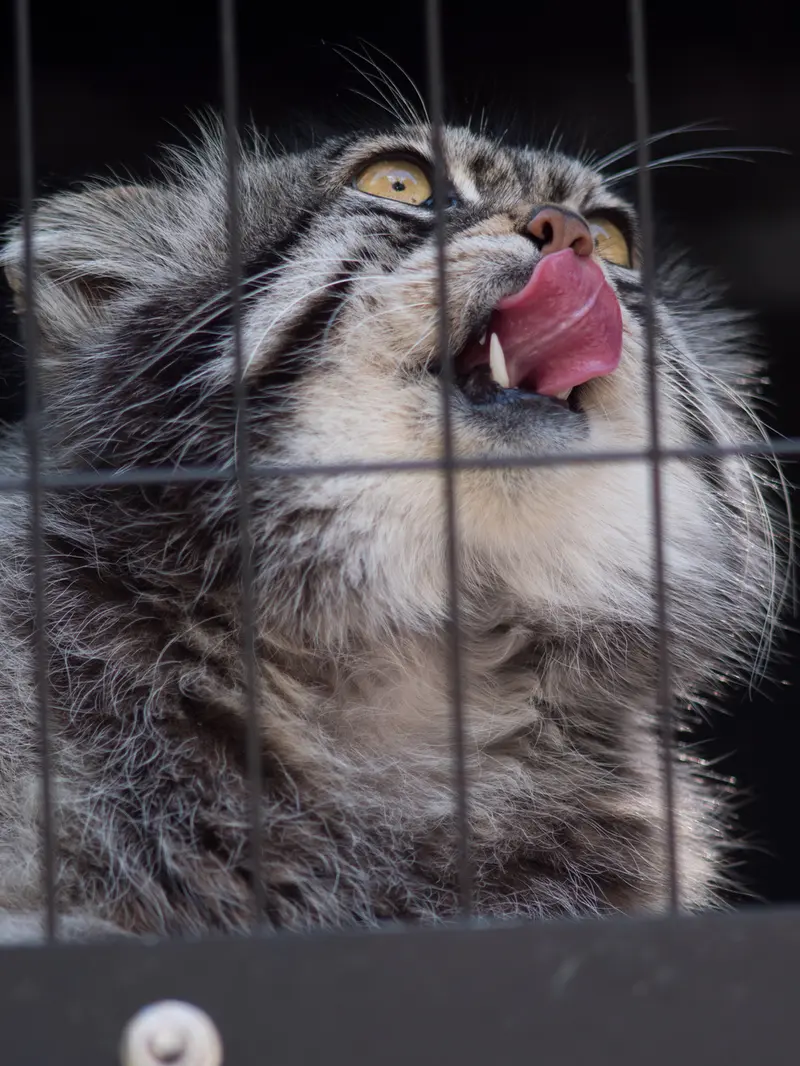 旭山動物園のグルーシャの写真