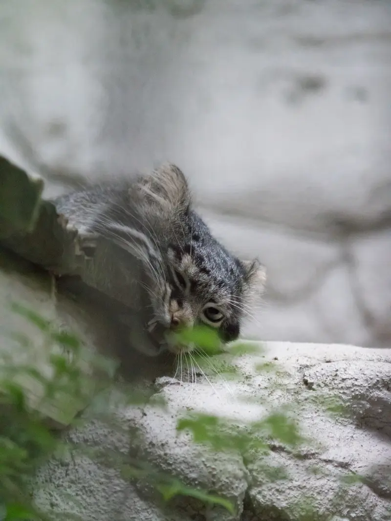 野毛山動物園のフィーガの写真