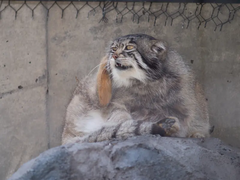 旭山動物園のグルーシャの写真