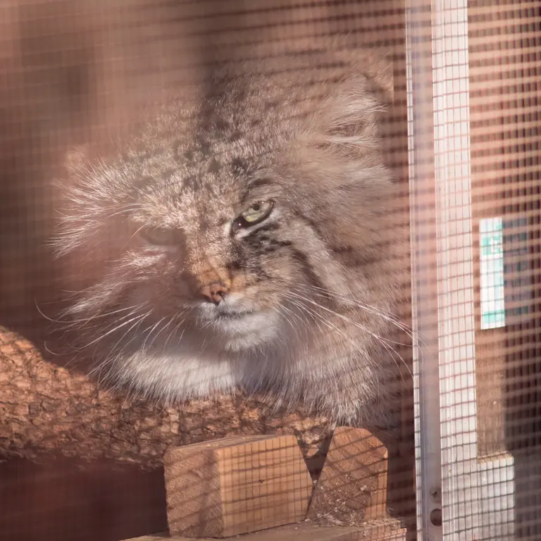 埼玉県こども動物自然公園のロータスの写真