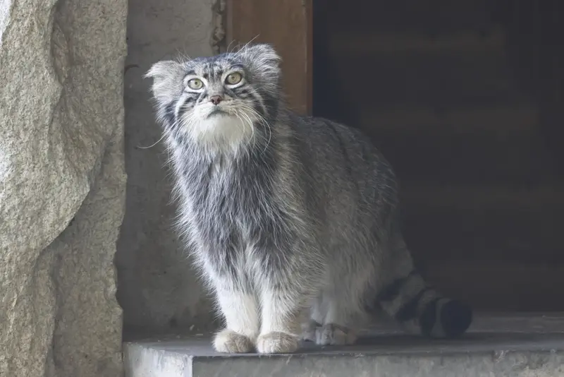 マヌルネコの写真