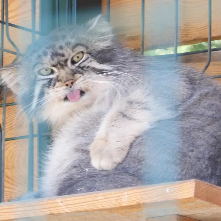 バルナウル動物園「レースナヤ・スカースカ」のチップの写真