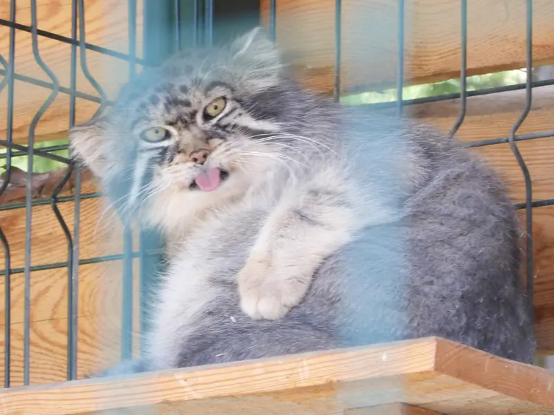 バルナウル動物園「レースナヤ・スカースカ」のチップの写真