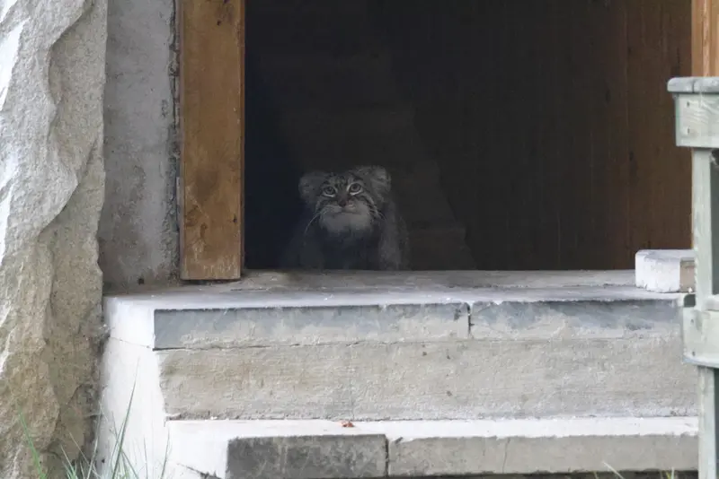 モスクワ動物園のティモフェイの写真
