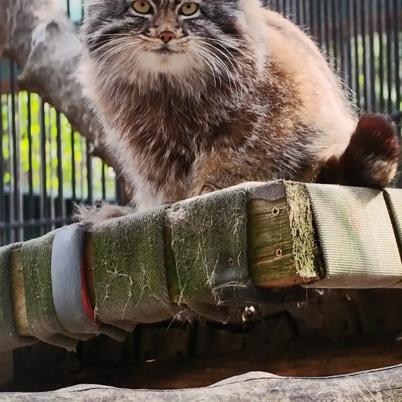 ノヴォシビルスク動物園のマヌルネコの写真