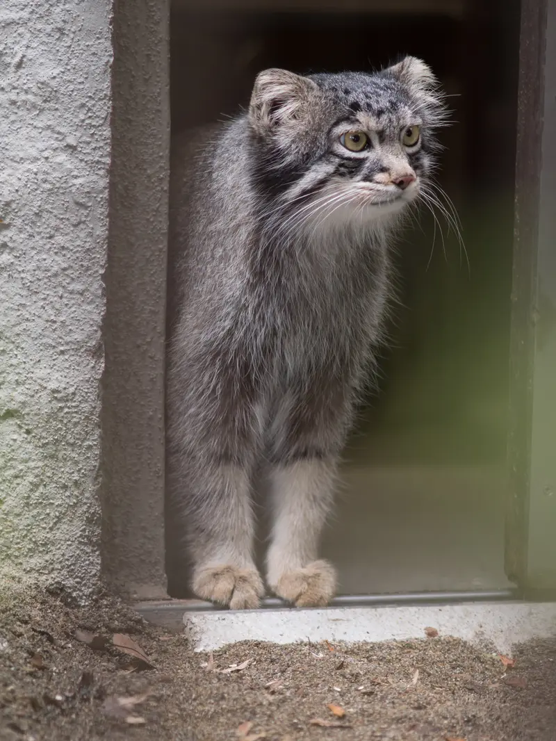 野毛山動物園のフィーガの写真