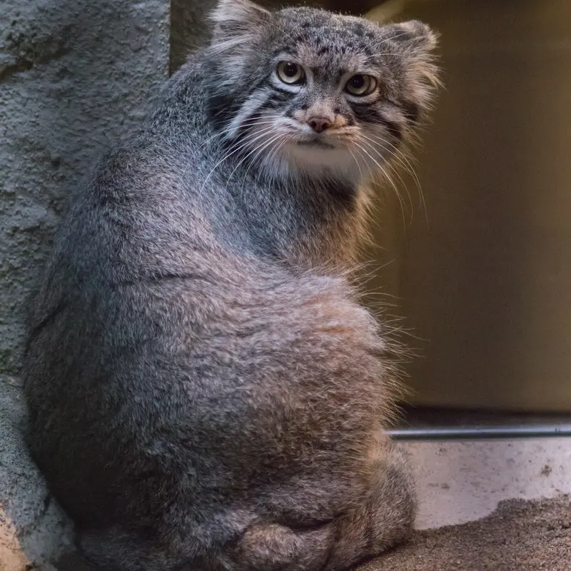 野毛山動物園のフィーガの写真