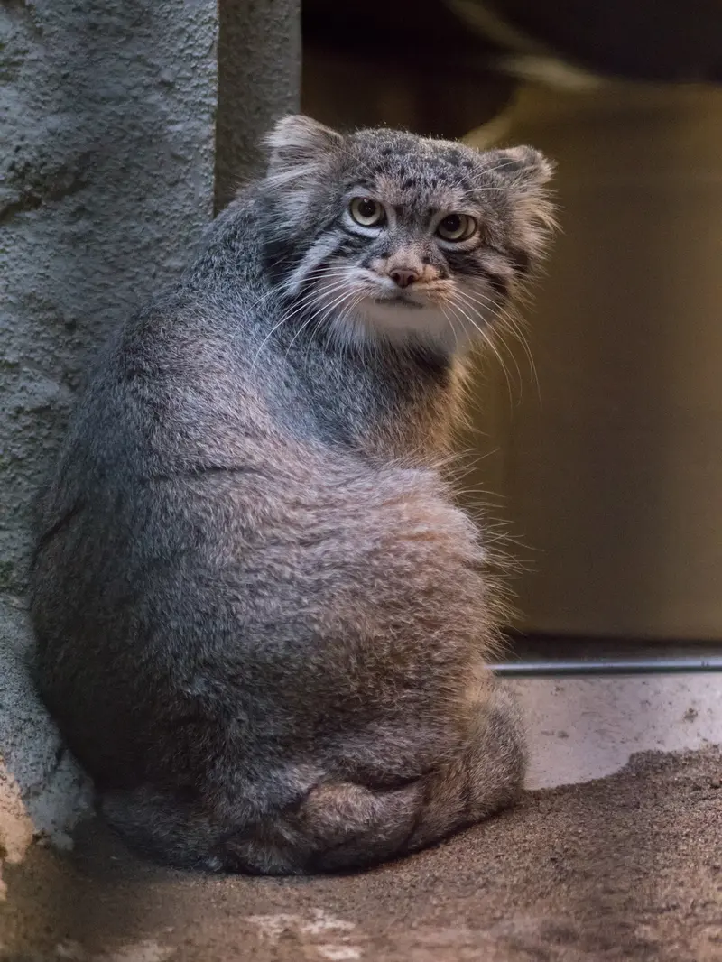 野毛山動物園のフィーガの写真