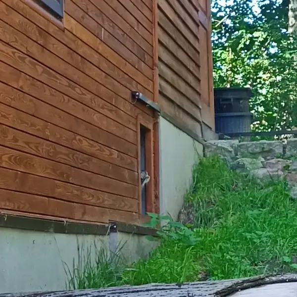 グダニスク動物園のマヌルネコの写真