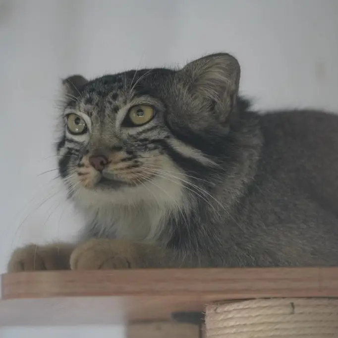 青海チベット高原野生動物園のスン・ダーニャンの写真