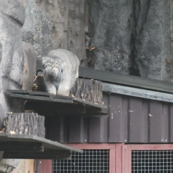 モスクワ動物園のティモフェイの写真