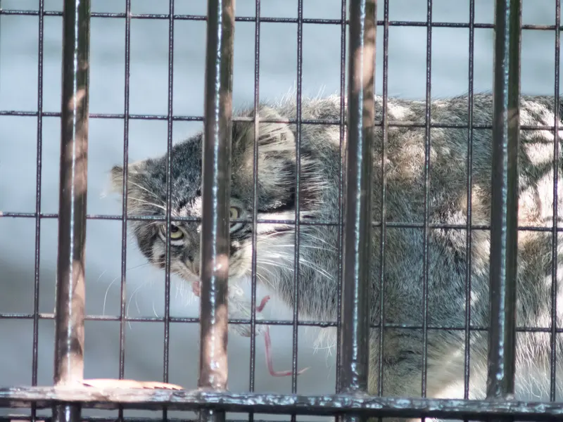 野毛山動物園のフィーガの写真