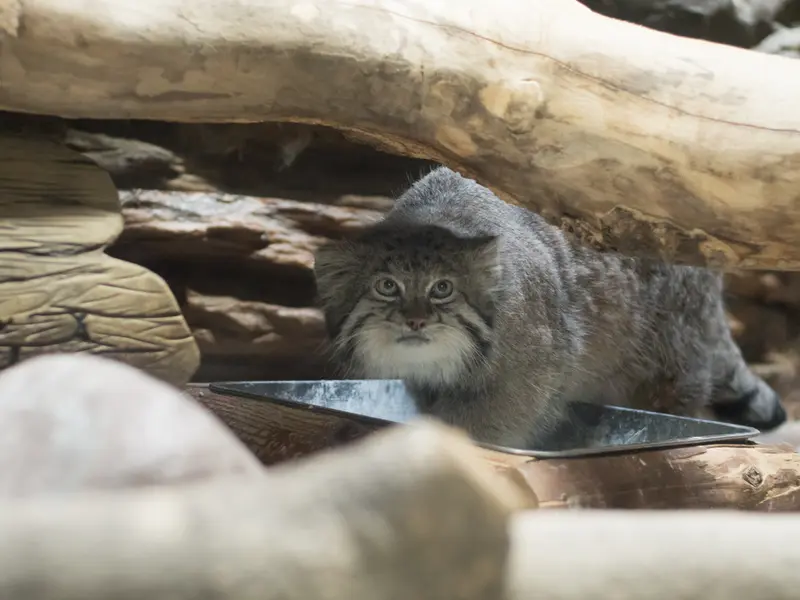 恩賜上野動物園のクリョンの写真