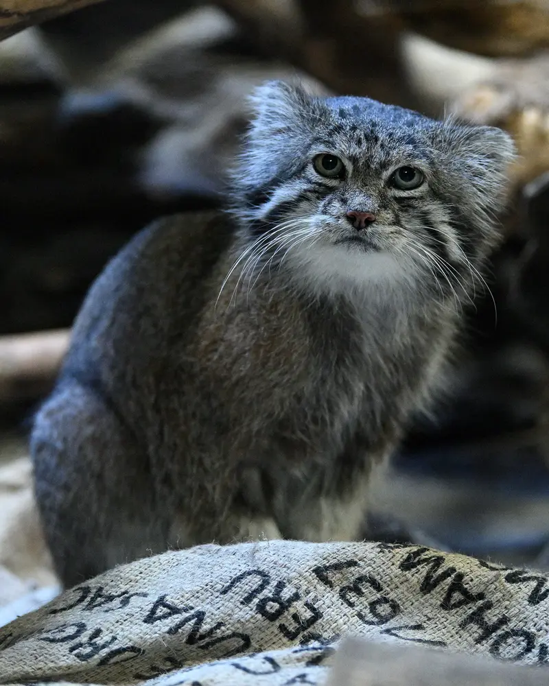 恩賜上野動物園のクリョンの写真