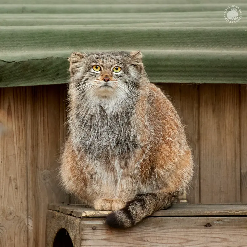 ノヴォシビルスク動物園のミアの写真