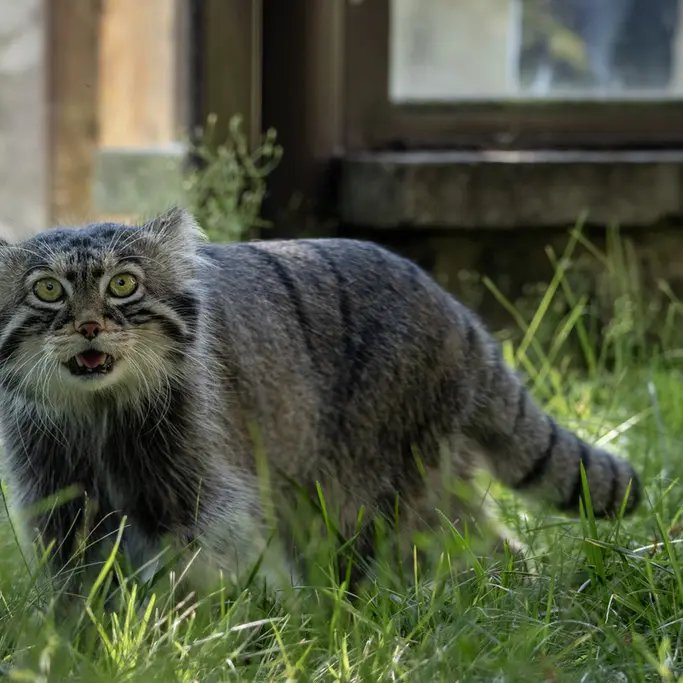 モスクワ動物園のティモフェイの写真
