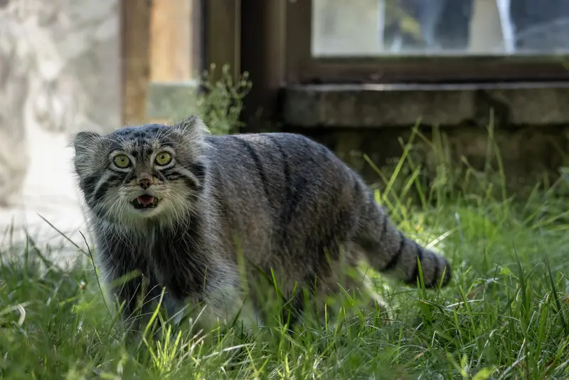 モスクワ動物園のティモフェイの写真