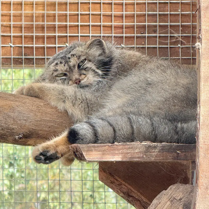 タリン動物園のアルタニの写真