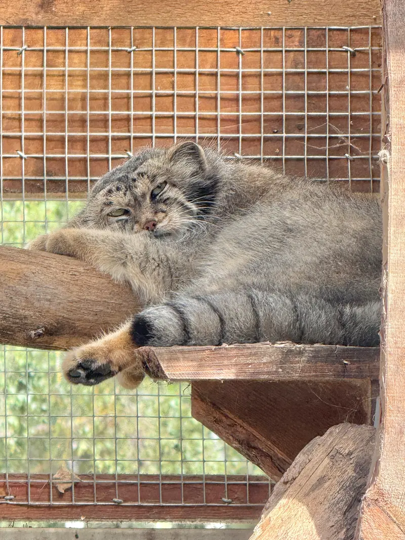 タリン動物園のアルタニの写真