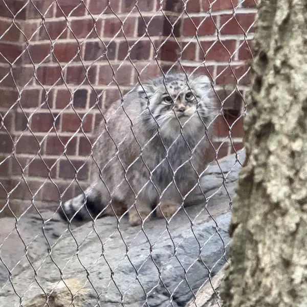 プロスペクト・パーク動物園のサルナイの写真
