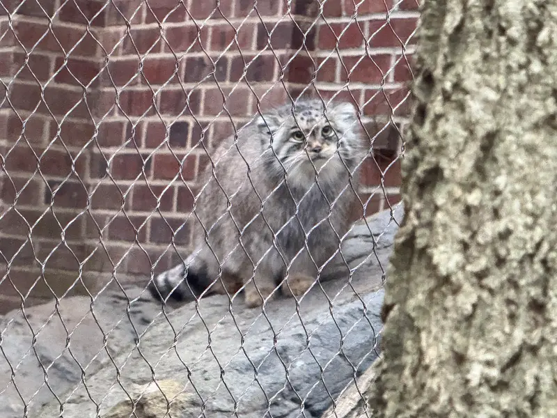 プロスペクト・パーク動物園のサルナイの写真