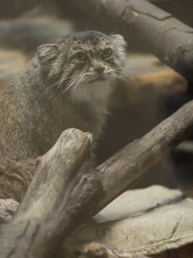 恩賜上野動物園のプリームラの写真