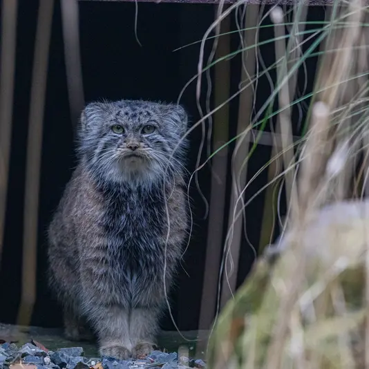 オストラヴァ動物園のモイラの写真