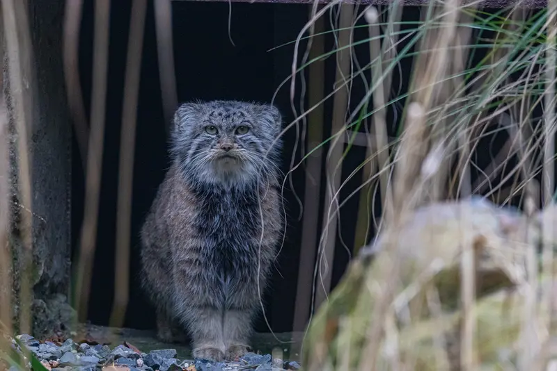オストラヴァ動物園のモイラの写真