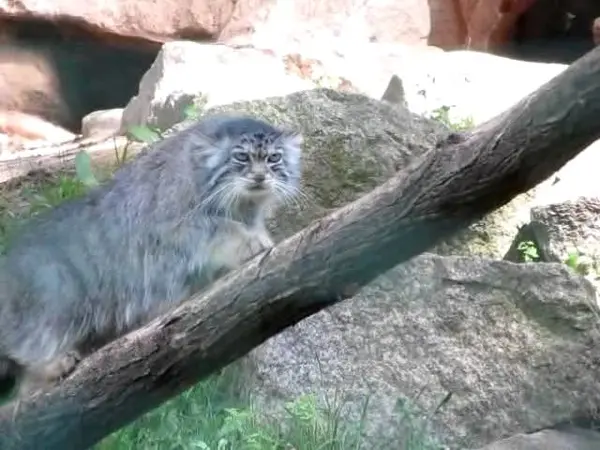 ゲルリッツ動物園のハミの動画