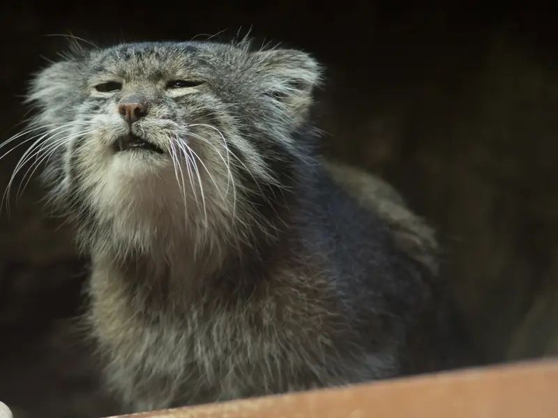 恩賜上野動物園のクリョンの写真