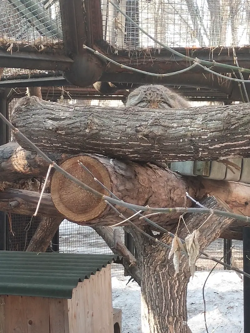 ノヴォシビルスク動物園のグレイの写真
