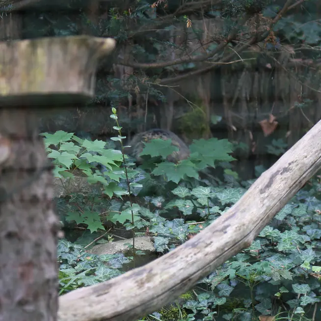 デッサウ動物園のデルスの写真