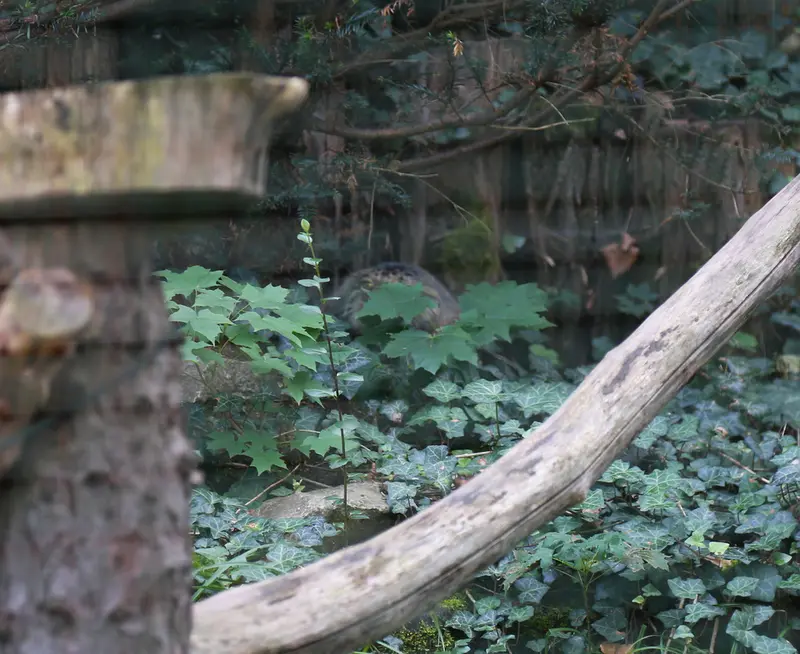 デッサウ動物園のデルスの写真