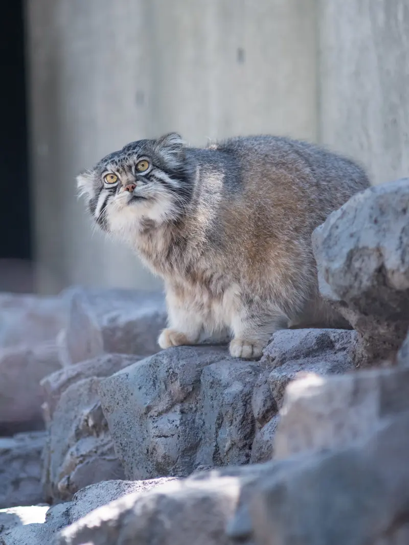 旭山動物園のグルーシャの写真