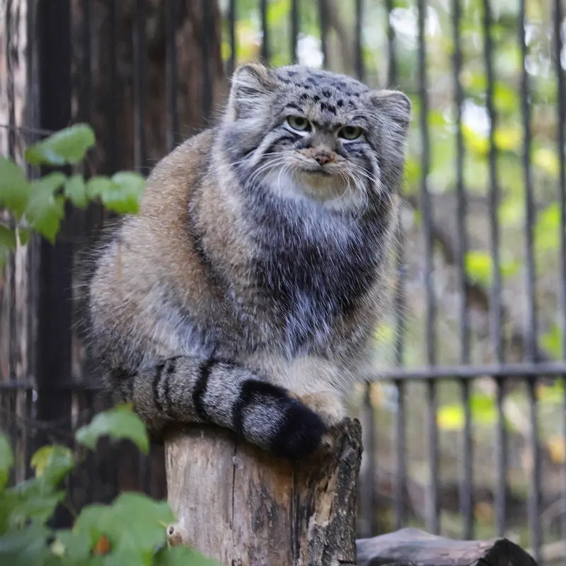 ノヴォシビルスク動物園のアーニャの写真