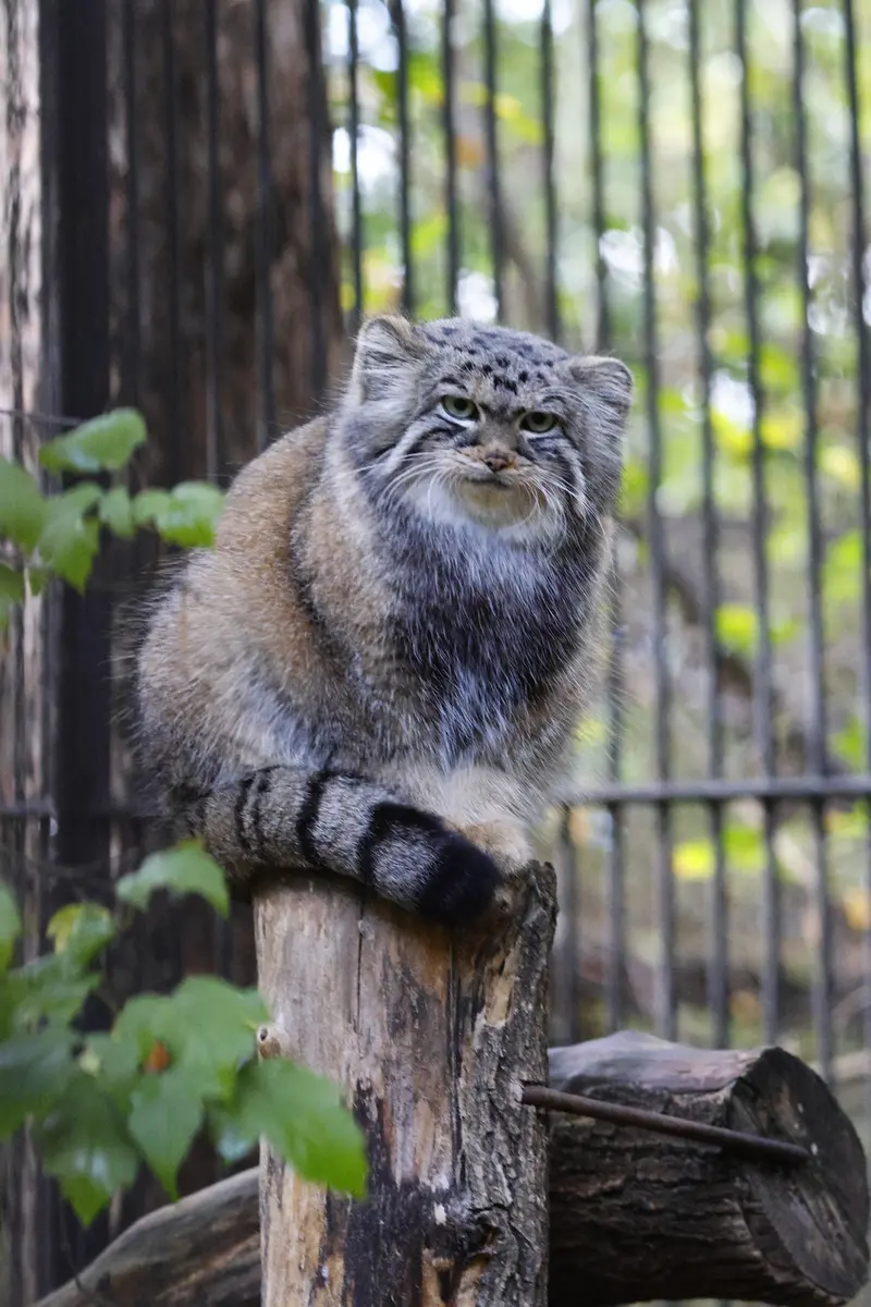 ノヴォシビルスク動物園のアーニャの写真