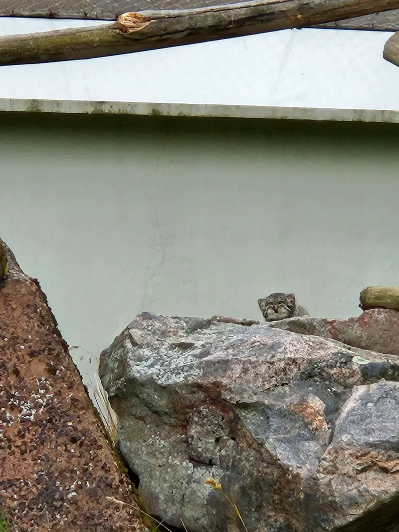 コルケアサーリ動物園のステンの写真