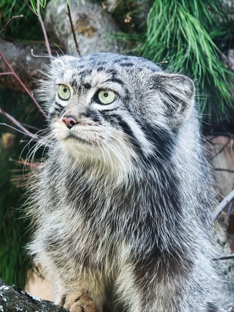 ロイェフ・ルチェイのボリスの写真