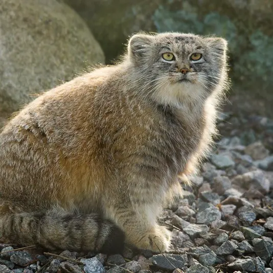 パルケン動物園のアグネタの写真