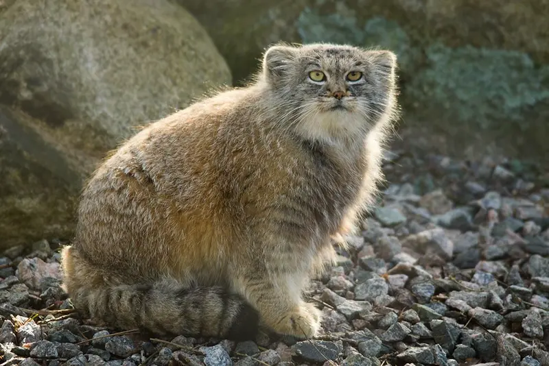 パルケン動物園のアグネタの写真