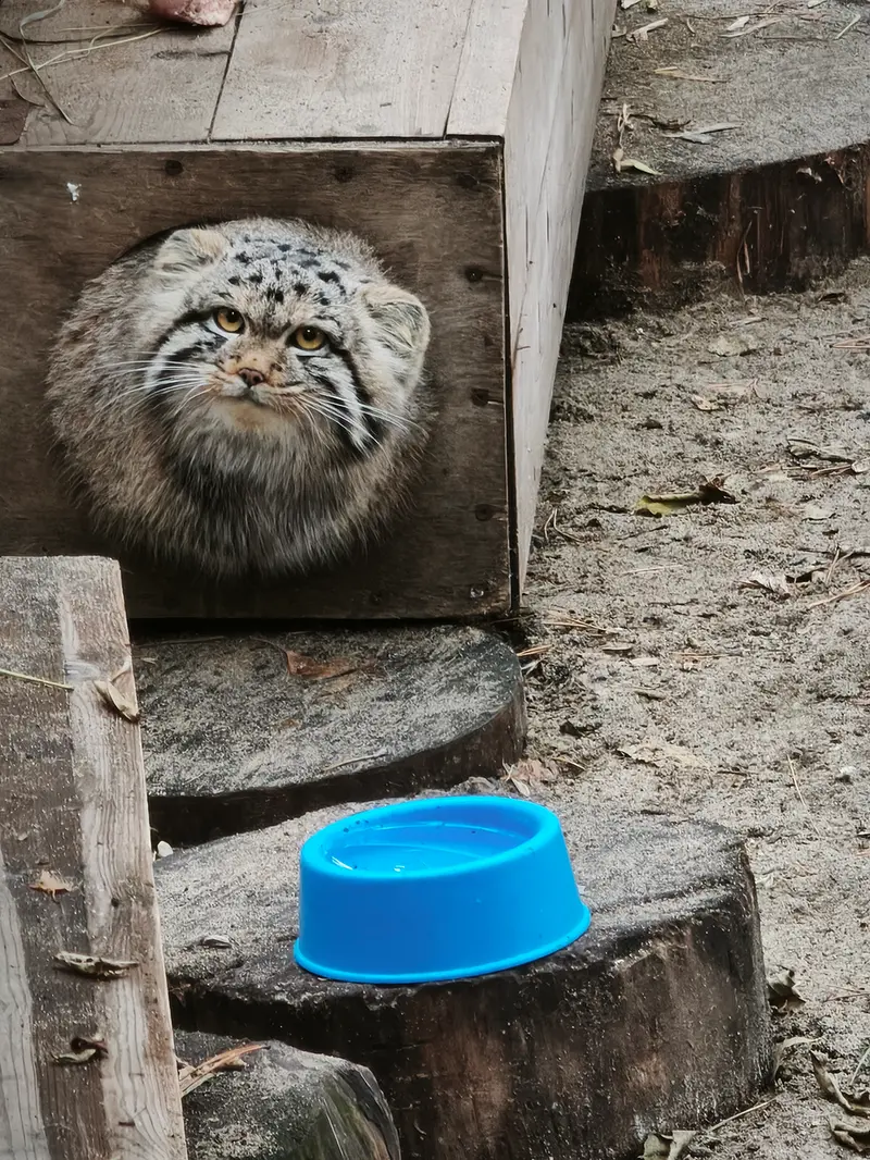 ノヴォシビルスク動物園のスネジャナの息子 b.2026 Ⅰの写真
