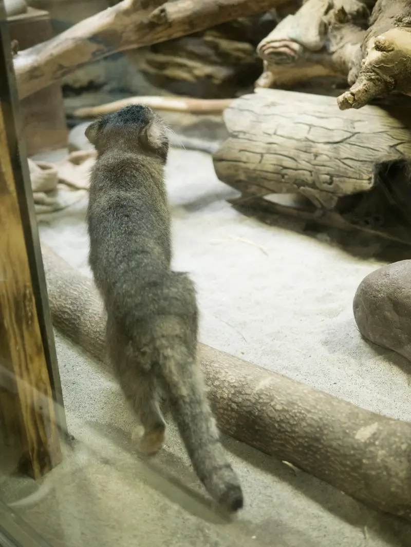 恩賜上野動物園のクリョンの写真