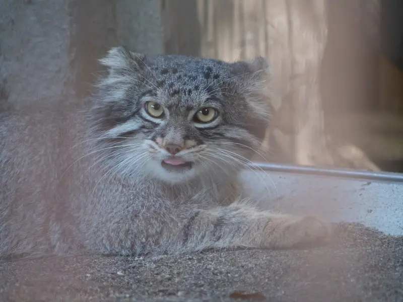 野毛山動物園のフィーガの写真