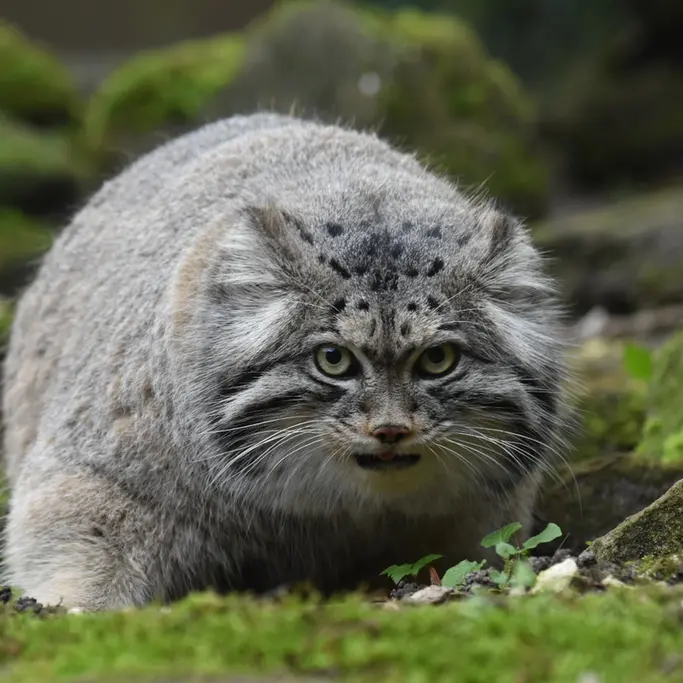 ロッテルダム動物園のノルブの写真
