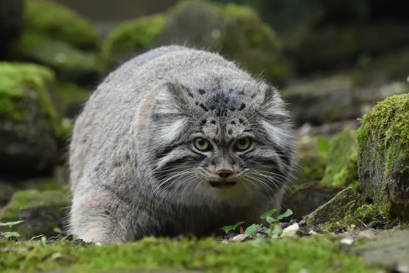 ロッテルダム動物園のノルブの写真