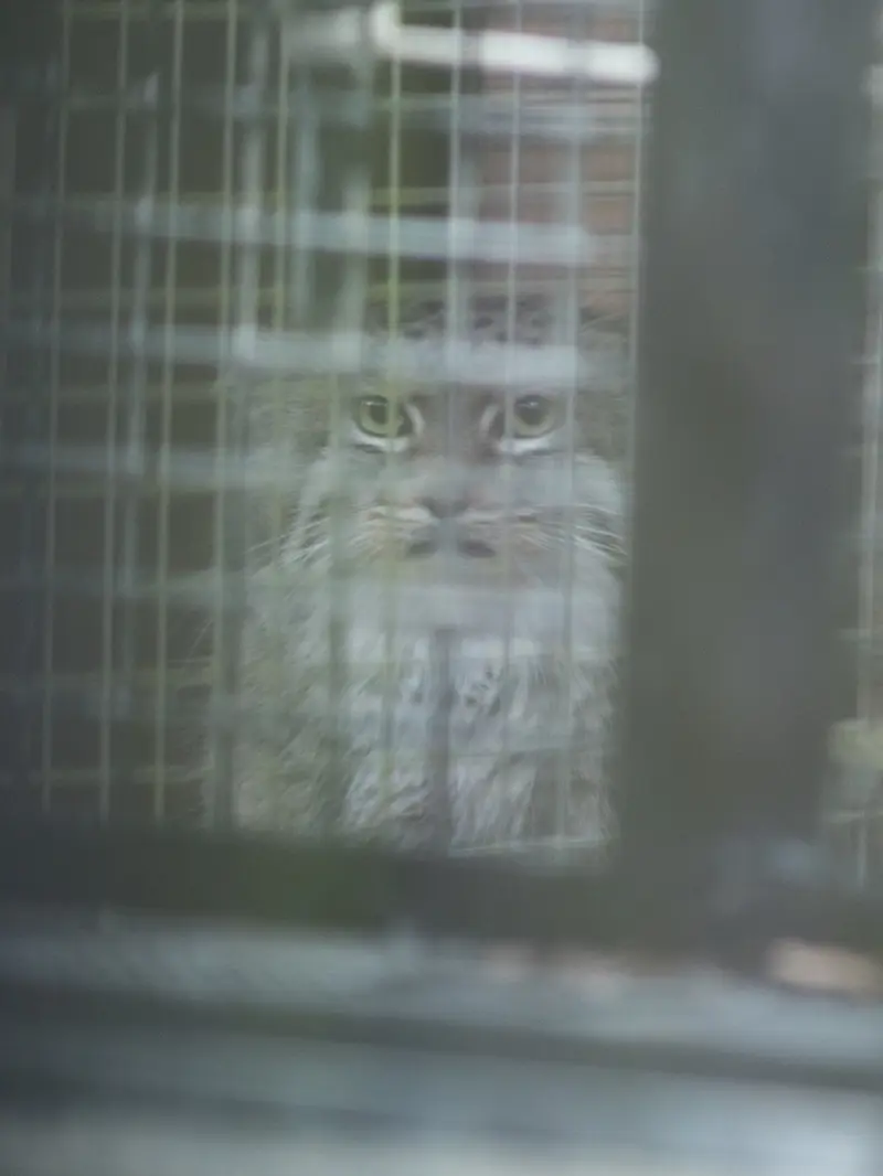 埼玉県こども動物自然公園のオリーヴァの写真