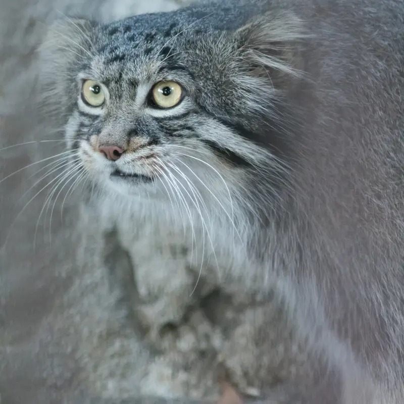 野毛山動物園のフィーガの写真