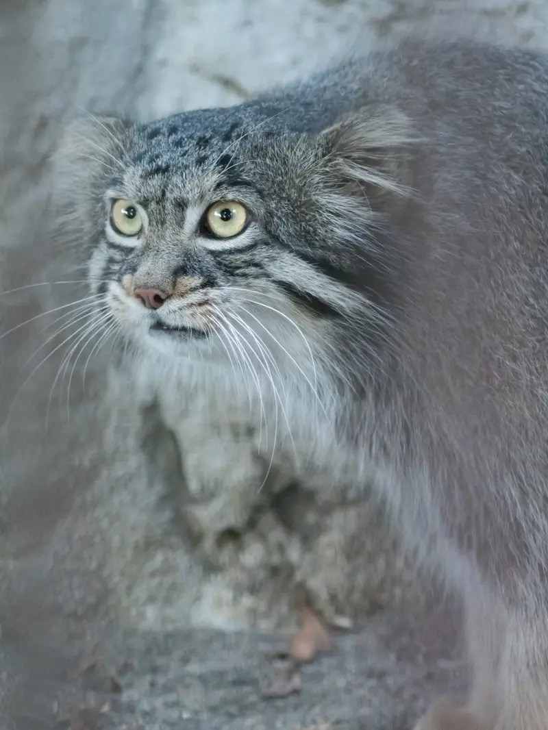野毛山動物園のフィーガの写真