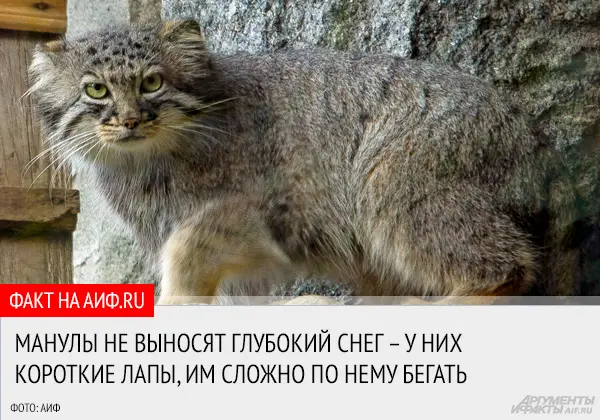 モスクワ動物園のヴァルヴァラの写真