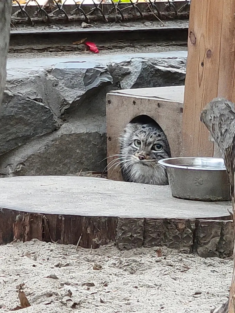 ノヴォシビルスク動物園のアデルの写真